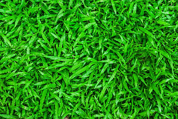 포토 JPG 해외이미지 식물 라이프스타일 스포츠 백그라운드 패턴 밭 골프 공 자연 놀이 사람 풍경 잔디 사람없음 야외 초록색 우주 카펫 성장 게임 신선 강의 땅 질감 귀족 넣기 땅바닥 플레이어 그리너리 완전 해외202004 해외포토 컬러 컨셉 무늬 농업 모션 바닥 생활 구기 생태계 파일형식 트랜드컬러 이미지허브