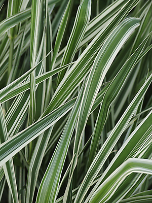 포토 JPG 해외이미지 식물 사람없음 장식 초록색 정원 편지 원예 해외202004 해외포토 컬러 취미 파일형식 이미지허브