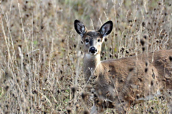 포토 JPG 해외이미지 동물 야생동물 포유류 자연 사슴 사람없음 흰색 꼬리 동물상 해외202004 해외포토 컬러 조형물 생태계 파일형식 이미지허브