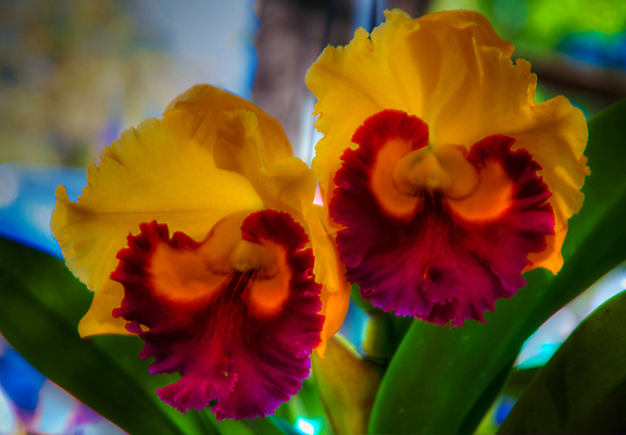 포토 JPG 해외이미지 식물 계절 꽃잎 꽃 꽃다발 백그라운드 꽃무늬 자연 선물 사람없음 장식 초록색 여름 머리 정원 스파 화목 봄 활발 개화 난초 고급 우아함 맛 냄새 아로마 향 단아함 해외202004 해외포토 컬러 컨셉 무늬 신체부위 생태계 파일형식 이미지허브