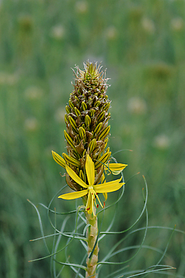 포토 JPG 해외이미지 식물 꽃 잎 자연 사람없음 야외 초록색 노란색 정원 봄 닫기 해외202004 해외포토 계절 컬러 모션 생태계 파일형식 이미지허브