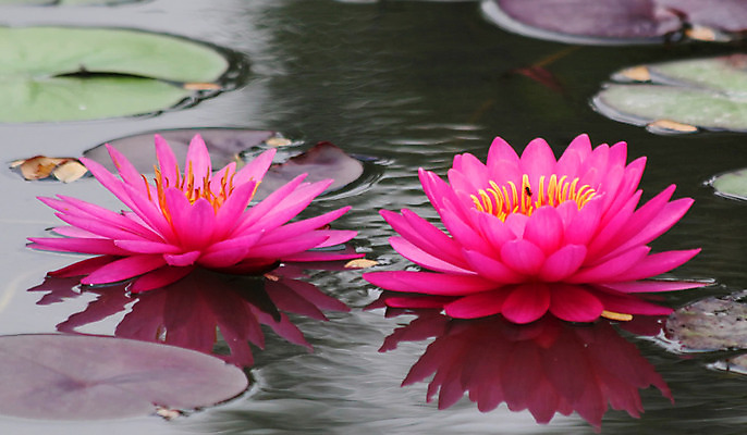 포토 JPG 해외이미지 식물 공원 꽃잎 꽃 종교 꽃다발 백그라운드 잎 꽃무늬 밭 농업 자연 새로움 사람없음 야외 장식 초록색 여름 컬러풀 반사 정원 성장 벚꽃 나뭇가지 연못 신선 화려 개화 허브 내추럴 해외202004 해외포토 나무 계절 공공시설 산업 컬러 컨셉 무늬 생태계 파일형식 이미지허브