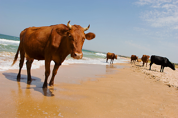 포토 JPG 해외이미지 모래 파도 바다 농업 휴식 수영장 뿔 사람없음 물 태양 농장 갈색 기쁨 서핑 소 씻기 밭일 해외202004 해외포토 자연요소 감정 산업 컬러 컨셉 포유류 청결 수상스포츠 파일형식 이미지허브