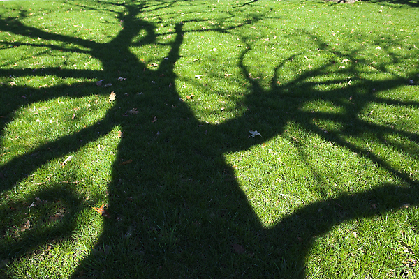 포토 JPG 해외이미지 나무 전통 공원 지구 여행 잎 자연 휴가 휴식 그림자 풍경 사람없음 야외 목재 초록색 여름 파란색 빛 농장 환경 맑음 침묵 봄 덮개 가을 시골 신선 고독 숲 큼 그늘 땅 장면 천국 대출 삼림지대 완전 해외202004 해외포토 식물 계절 공공시설 감정 컬러 컨셉 농업 재료 날씨 금융 소리 뚜껑 크기 생태계 파일형식 이미지허브