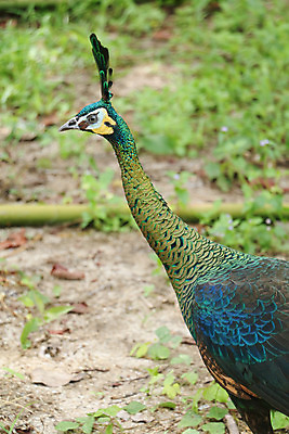 포토 JPG 해외이미지 나무 동물 1 야생동물 백그라운드 잎 오렌지 노래 자연 조류 휴식 종류 앉기 사람없음 야외 빨간색 초록색 여름 파란색 우주 봄 회색 바위 흰색 나뭇가지 공작 묘사 싱글 생물학 서식지 생태학 해외202004 해외포토 식물 계절 교육 음악 컬러 컨셉 과일 모션 돌_바위 생태계 파일형식 이미지허브