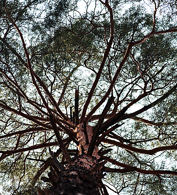 포토 JPG 해외이미지 나무 식물 공원 실루엣 줄기 잎 패턴 자연 하늘 풍경 사람없음 야외 목재 세로 초록색 파란색 빛 환경 성장 나뭇가지 소나무 황무지 숲 큼 아래 장면 나무껍질 상록수 침엽수 전나무 가문비나무 해외202004 해외포토 공공시설 컬러 무늬 재료 촬영기법 껍질 크기 방향 생태계 위치 파일형식 이미지허브