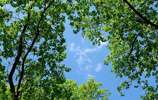 포토 JPG 해외이미지 나무 계절 공원 잎 자연 하늘 새로움 풍경 사람없음 야외 목재 초록색 여름 파란색 빛 평화 산책 활발 나뭇가지 시골 신선 숲 땅 장면 마법 해외202004 해외포토 식물 공공시설 컬러 컨셉 재료 휴식 생태계 파일형식 이미지허브