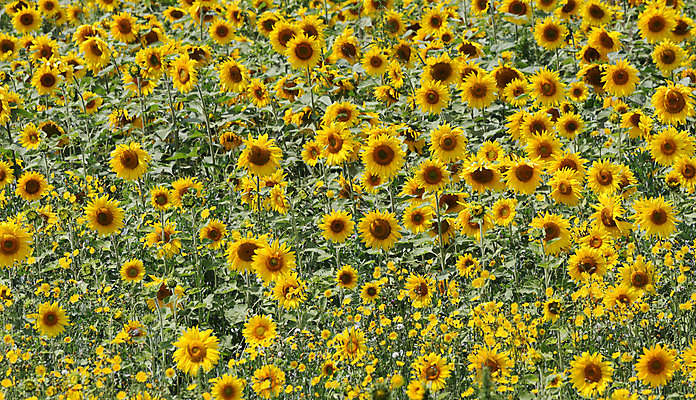 포토 JPG 해외이미지 식물 계절 꽃잎 꽃 백그라운드 잎 꽃무늬 밭 농업 자연 해바라기 풍경 사람없음 야외 가로 초록색 여름 농작물 노란색 시골 장면 해외202004 해외포토 산업 컬러 무늬 생태계 파일형식 이미지허브