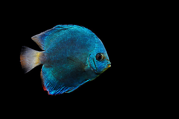 포토 JPG 해외이미지 동물 야생동물 바다 섬 여행 백그라운드 학교 자연 휴가 바닥 이집트 어류 풍경 사람없음 빨간색 물 파란색 컬러풀 노란색 환경 바닷속 수중 수영 스노클링 산호 아래 다이빙 암초 수족관 내추럴 깊이 소금물 이국적 해외202004 해외포토 자연요소 교육 컬러 아프리카 수중동물 수상스포츠 자포동물 방향 생태계 위치 수중스포츠 파일형식 이미지허브