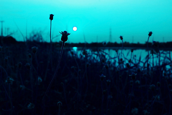 포토 JPG 해외이미지 식물 계절 꽃 백그라운드 밭 농업 자연 하늘 아침 풍경 사람없음 야외 물 여름 빛 강 햇빛 태양 반사 일출 일몰 흰색 야간 속도 동쪽 내추럴 이스라엘 수평선 해외202004 해외포토 주간 자연요소 산업 컬러 노을 방향 생태계 서아시아 파일형식 이미지허브