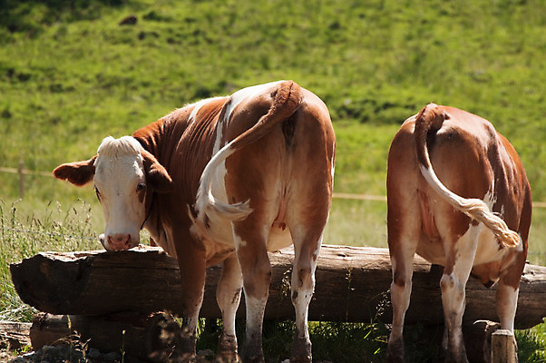 포토 JPG 해외이미지 동물 음료 밭 농업 자연 독일 풍경 사람없음 야외 물 농장 가축 우유 마시기 시골 소 군중 먹이 만족 알프스 장면 밭일 바이에른 목가 해외202004 해외포토 자연요소 감정 유럽 산업 포유류 모션 유제품 사람 생태계 파일형식 이미지허브