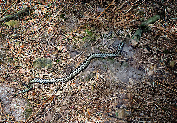 포토 JPG 해외이미지 야생동물 무늬 파충류 자연 영국 사람없음 해외202004 해외포토 동물 유럽 생태계 파일형식 이미지허브