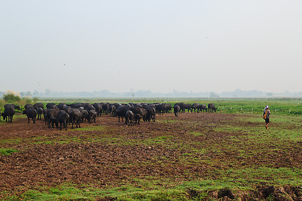 포토 JPG 해외이미지 나무 동물 1 공원 남자 아시아 문화 야생동물 분홍색 농업 포유류 태국 자연 밥 근육 노동자 생물 뿔 서기 사람없음 야외 초록색 물 농장 힘 수확 흰색 연못 업무 뜨거움 농부 위험 큼 먹기 사파리 진흙 무거움 내추럴 고립 동물상 해외202004 해외포토 자연요소 식물 직업 공공시설 나라 산업 음식 컬러 컨셉 모션 사람 조형물 작업 무게 크기 생태계 파일형식 이미지허브