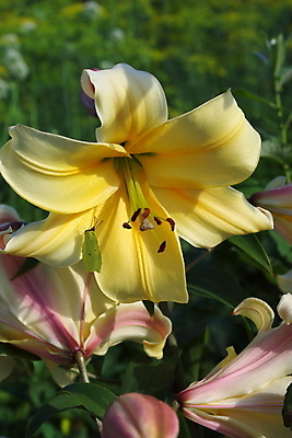 포토 JPG 해외이미지 식물 꽃잎 꽃 꽃다발 나비 잎 꽃무늬 자연 새로움 사람없음 장식 초록색 노란색 머리 활발 성장 벚꽃 제비꽃 원예 꽃수술 해외202004 해외포토 컬러 곤충 컨셉 무늬 취미 신체부위 생태계 파일형식 이미지허브