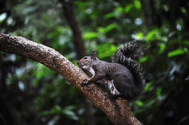 포토 JPG 해외이미지 나무 동물 공원 야생동물 포유류 자연 털 앉기 사람없음 나뭇가지 설치류 숲 모피 꼬리 다람쥐 집게발 해외202004 해외포토 식물 공공시설 모션 생태계 파일형식 이미지허브