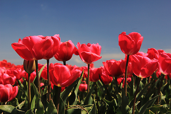 포토 JPG 해외이미지 식물 계절 꽃 분홍색 꽃다발 컨셉 꽃무늬 밭 전구 자연 하늘 사람없음 초록색 파란색 컬러풀 햇빛 봄 튤립 성장 신선 네덜란드 내추럴 해외202004 해외포토 유럽 컬러 무늬 농업 태양 생태계 파일형식 이미지허브