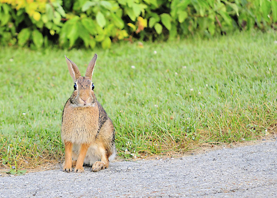 포토 JPG 해외이미지 동물 야생동물 밭 포유류 자연 앉기 사람없음 갈색 토끼 솜털 동물상 해외202004 해외포토 컬러 농업 모션 반려동물 조형물 생태계 파일형식 이미지허브