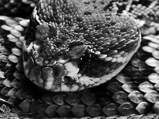 포토 JPG 해외이미지 동물 야생동물 파충류 자연 사람없음 반려동물 추위 독약 뱀 묘사 눈금 서식지 해외202004 해외포토 생태계 파일형식 이미지허브