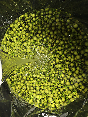 포토 JPG 해외이미지 나무 백그라운드 잎 과일 태국 자연 사람없음 초록색 약 검은색 흰색 신선 약초 질병 허브 유기농 날것 슬라이스 염색 고무 내추럴 기생충 양발 해외202004 해외포토 식물 웰빙 아시아 컬러 의학 풀_식물 바이러스 생태계 파일형식 이미지허브