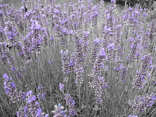 포토 JPG 해외이미지 식물 자연 사람없음 정원 보라색 허브 향기 냄새 라벤더 해외202004 해외포토 꽃 컬러 생태계 파일형식 이미지허브