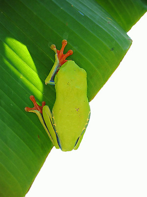 포토 JPG 해외이미지 동물 생물 매달리기 개구리 양서류 사람없음 빨간색 초록색 청개구리 떠남 해외202004 해외포토 컬러 모션 파일형식 이미지허브
