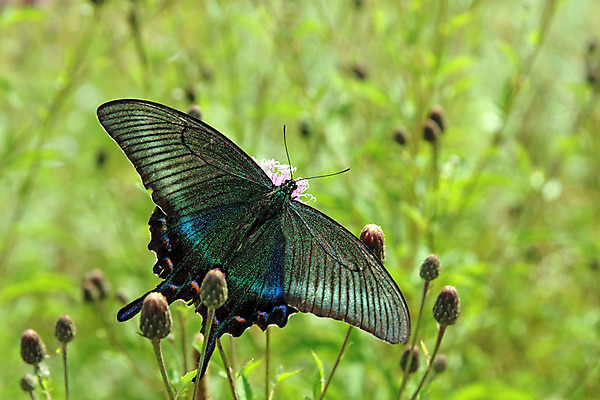 포토 JPG 해외이미지 식물 디자인 계절 꽃잎 꽃 나비 곤충 백그라운드 잎 패턴 날개 오렌지 자연 사람없음 야외 빨간색 초록색 여름 빛 노란색 정원 맑음 봄 벚꽃 가을 신선 우아함 싱글 해외202004 해외포토 동물 컬러 컨셉 무늬 과일 날씨 생태계 파일형식 이미지허브