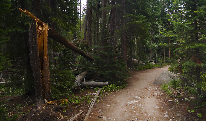 포토 JPG 해외이미지 나무 길 자국 자연 풍경 사람없음 목재 초록색 걷기 산책 하이킹 소나무 황무지 떨어짐 숲 번개 상록수 내추럴 깨짐 가문비나무 해외202004 해외포토 식물 컬러 컨셉 재료 모션 레저 날씨 휴식 생태계 파일형식 이미지허브