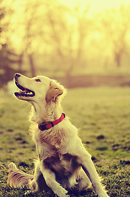 포토 JPG 해외이미지 동물 1 라이프스타일 손 공원 행복 백그라운드 장난 포유류 자연 놀이 사람없음 야외 목재 초록색 빛 반려동물 달리기 햇빛 태양 수확 막대기 황금 개 리트리버 강아지 숲 래브라도리트리버 스마트 복고 송곳니 내추럴 기르기 소셜네트워크 해외202004 해외포토 자연요소 나무 공공시설 감정 컬러 컨셉 농업 재료 모션 생활 신체부위 치아 생태계 돌봄 파일형식 이미지허브