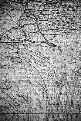 포토 JPG 해외이미지 식물 외관 벽 표면 건조 흑백 사람없음 야외 건물 나뭇가지 거친 낟알 오르기 포도나무 아이비 시들음 석고 콘크리트 특별함 해외202004 해외포토 나무 건축물 컨셉 모션 촬영기법 과일나무 파일형식 이미지허브