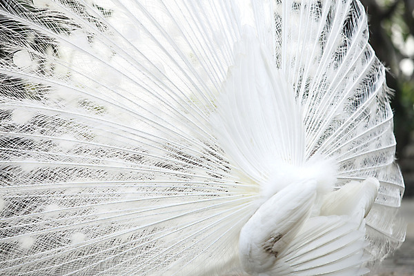 포토 JPG 해외이미지 1 공원 남자 야생동물 백그라운드 패턴 자연 조류 사람없음 야외 장식 가로 세로 컬러풀 머리 침묵 활발 펼침 흰색 우아함 공작 전시회 깃털 묘사 꼬리 부리 목 보여주기 꿩 고립 해외202004 해외포토 동물 공공시설 컬러 컨셉 무늬 모션 사람 신체부위 소리 전시 생태계 파일형식 이미지허브