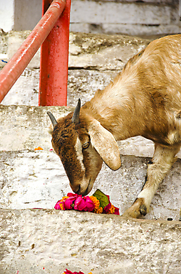 포토 JPG 해외이미지 동물 1 응시 꽃 아시아 종교 문화 여행 자연 염소 거리 동양인 사람없음 우유 사찰 인도인 먹기 힌두교 해외202004 해외포토 외국인 식물 시선 나라 포유류 종교건축 모션 유제품 인종 생태계 파일형식 이미지허브