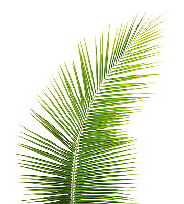 포토 JPG 해외이미지 나무 백그라운드 잎 손바닥 사람없음 초록색 나뭇가지 싱글 코코넛 고립 해외202004 해외포토 식물 손 컬러 과일 파일형식 이미지허브