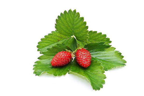 포토 JPG 해외이미지 열매 꽃 음식 백그라운드 잎 다이어트 과일 자연 딸기 디저트 건강 3 사람없음 빨간색 초록색 정원 활발 흰색 신선 최고 달콤 맛 큼 자르기 유기농 내추럴 고립 숙성 식용 채식주의자 많음 해외202004 해외포토 식물 웰빙 컬러 컨셉 모션 크기 생태계 채식 파일형식 이미지허브