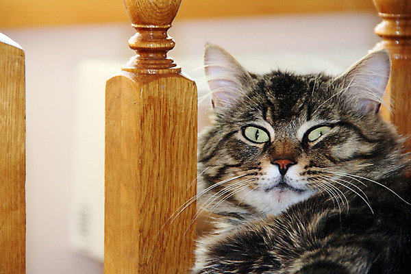 포토 JPG 해외이미지 동물 1 감정 얼굴 백그라운드 컨셉 포유류 휴식 수염 털 실내 사람없음 반려동물 머리 귀여움 고양이 침묵 줄무늬 고독 장면 얼룩무늬 솜털 주둥이 게으름 해외202004 해외포토 무늬 내부 신체부위 소리 파일형식 이미지허브