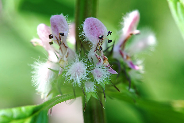 포토 JPG 해외이미지 식물 계절 꽃잎 꽃 백그라운드 잎 꽃무늬 채소 일러스트 자연 유리 건강 사람없음 초록색 노란색 정원 들꽃 벚꽃 흰색 신선 성자 약초 허브 고립 투입 해외202004 해외포토 종교 컬러 무늬 모션 재질 풀_식물 생태계 파일형식 이미지허브