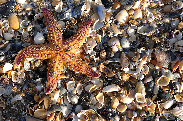 포토 JPG 해외이미지 무기 모래 바다 백그라운드 사람없음 물 껍질 죽음 수집 질감 깨짐 해외202004 해외포토 자연요소 컨셉 파일형식 이미지허브