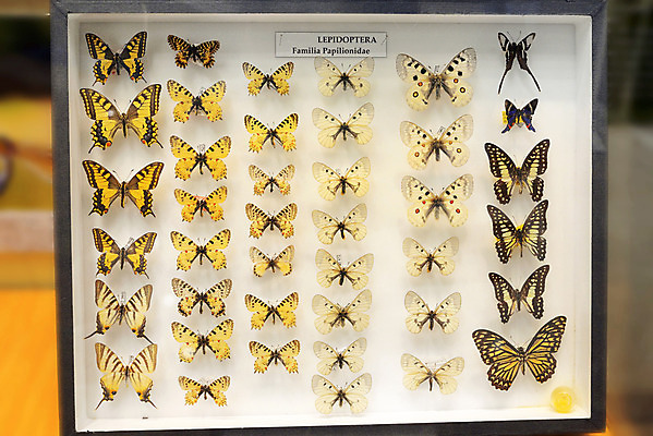 포토 JPG 해외이미지 동물 교육 야생동물 과학 나비 곤충 가족 자연 사람없음 견본 죽음 벌레 수집 박물관 생물학 동물상 해외202004 해외포토 관계 조형물 생태계 파일형식 이미지허브