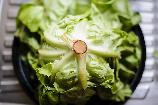 포토 JPG 해외이미지 식물 음식 잎 농업 다이어트 채소 자연 건강 사람없음 초록색 빛 샐러드 신선 닫기 상추 왕 먹기 유기농 날것 고립 광합성 채식주의자 해외202004 해외포토 웰빙 산업 컬러 모션 생태계 채식 파일형식 이미지허브