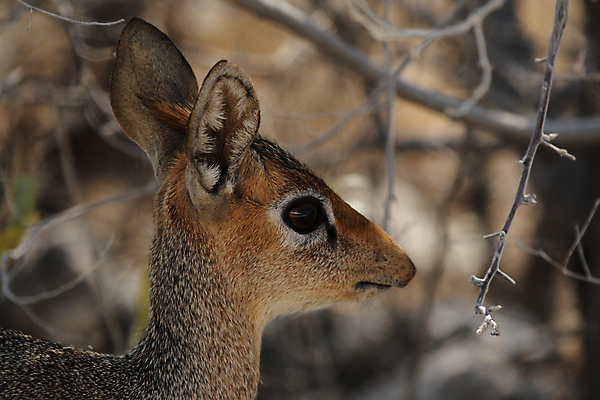 포토 JPG 해외이미지 동물 야생동물 포유류 아프리카 자연 사람없음 갈색 머리 작음 사파리 영양 나미비아 스텝 해외202004 해외포토 나라 컬러 신체부위 크기 생태계 남아프리카 파일형식 이미지허브