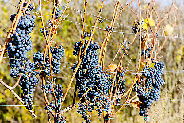 포토 JPG 해외이미지 식물 외관 유럽 농업 과일 포도 사람없음 야외 농작물 와인 수확 가을 다발 포도밭 포도나무 체코 동유럽 내추럴 밭일 모라비아 해외202004 해외포토 계절 나라 산업 밭 주류 과일나무 파일형식 이미지허브