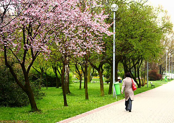 포토 JPG 해외이미지 나무 식물 구름 계절 공원 꽃잎 꽃 도로 길 분홍색 여행 잎 자연 풍경 잔디 사람없음 야외 초록색 여름 빛 컬러풀 평화 정원 봄 산책 펼침 벚꽃 나뭇가지 시골 개화 닫기 숲 속도 목련 내추럴 방법 해외202004 해외포토 자연요소 공공시설 컬러 컨셉 교통시설 모션 휴식 생태계 파일형식 이미지허브
