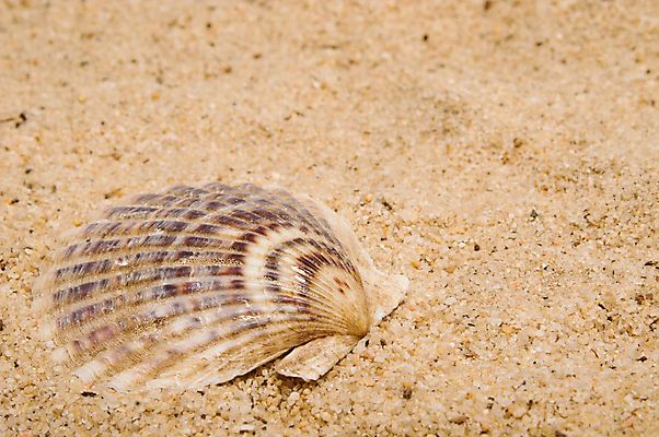 포토 JPG 해외이미지 동물 야생동물 모래 바다 여행 파충류 자연 휴가 조개 사람없음 야외 탐험 거북이 멸종 소금물 이국적 해외202004 해외포토 어패류 생태계 파일형식 이미지허브