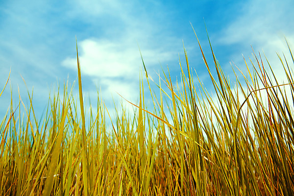 포토 JPG 해외이미지 식물 구름 계절 백그라운드 꽃무늬 밭 자연 하늘 추상 풍경 잔디 사람없음 야외 초록색 여름 파란색 빛 햇빛 평화 환경 맑음 축구 봄 활발 흰색 시골 신선 땅 장면 내추럴 파라다이스 평야 스타일 수평선 해외202004 해외포토 자연요소 꽃 컬러 컨셉 무늬 농업 날씨 태양 구기 생태계 파일형식 이미지허브