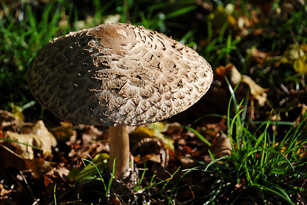 포토 JPG 해외이미지 계절 줄기 잎 자연 잉글랜드 사람없음 야외 햇빛 버섯 가을 시골 묘사 질감 양산 곰팡이 캡모자 해외202004 해외포토 식물 모자_잡화 영국 태양 생태계 파일형식 이미지허브