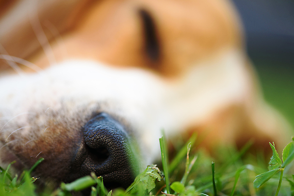 포토 JPG 해외이미지 동물 포유류 자연 휴식 생물 따뜻함 사람없음 초록색 반려동물 쌓기 잠 개 묘사 코 사냥개 비글 솜털 송곳니 거짓말 유래 해외202004 해외포토 컬러 컨셉 모션 신체부위 치아 생태계 파일형식 이미지허브
