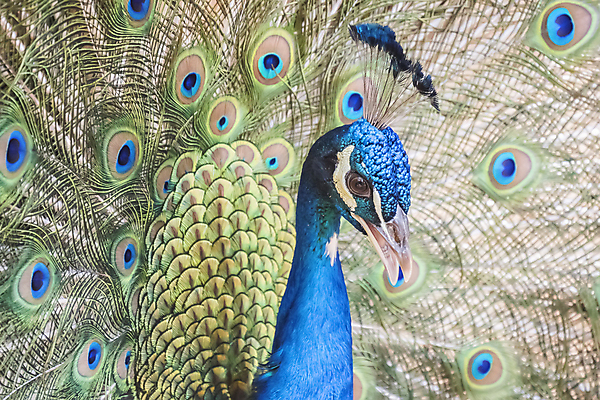 포토 JPG 해외이미지 동물 척추동물 남자 야생동물 포즈 자연 조류 생물 서기 사람없음 옆모습 장식 초록색 파란색 컬러풀 머리 정원 전시 활발 우아함 닫기 공작 인도인 깃털 꼬리 부리 짝짓기 내추럴 동물상 주목 해외202004 해외포토 외국인 뷰포인트 컬러 컨셉 모션 사람 동양인 신체부위 조형물 생태계 파일형식 이미지허브