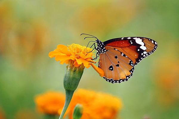 포토 JPG 해외이미지 식물 동물 공원 꽃 야생동물 나비 곤충 백그라운드 잎 꽃무늬 밭 날개 모션 자연 하늘 안테나 사랑 사람없음 야외 컬러풀 햇빛 태양 벌레 숲 작음 생물학 자연백그라운드 해외202004 해외포토 자연요소 공공시설 교육 감정 컬러 무늬 농업 통신 크기 생태계 파일형식 이미지허브