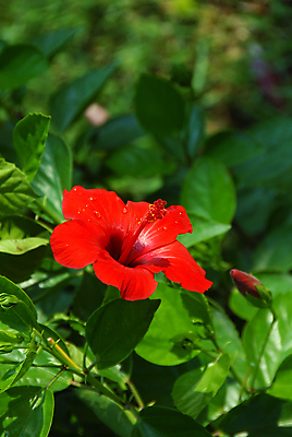 포토 JPG 해외이미지 식물 1 꽃 백그라운드 잎 자연 사람없음 야외 초록색 햇빛 정원 맑음 오픈 개화 허브 내추럴 감탄 히비스커스 해외202004 해외포토 컬러 날씨 태양 생태계 파일형식 이미지허브