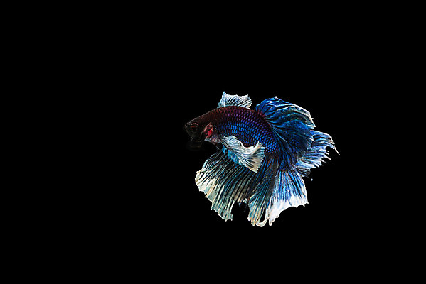 포토 JPG 해외이미지 동물 드레스 분홍색 포즈 백그라운드 모션 자연 불 왕관 어류 취미 사람없음 반려동물 컬러풀 수영 희망 힘 달 흰색 용 고급 우아함 닫기 눈금 생물학 꼬리 싸움 수족관 노려봄 고립 이국적 해외202004 해외포토 자연요소 옷 교육 감정 컬러 컨셉 표정 수중동물 수상스포츠 생태계 파일형식 이미지허브