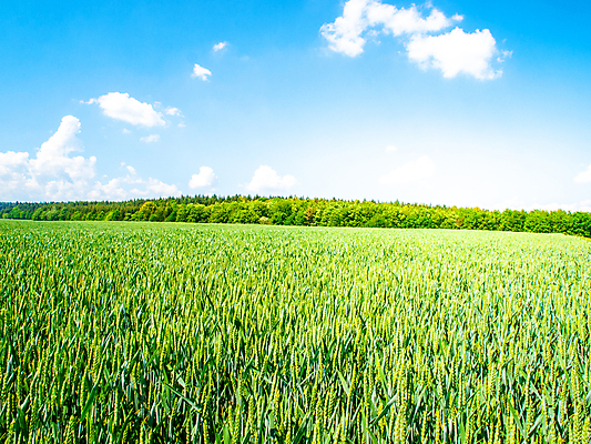 포토 JPG 해외이미지 식물 계절 백그라운드 밭 농업 자연 벽지 하늘 파노라마 풍경 사람없음 야외 초록색 여름 파란색 농작물 햇빛 태양 농장 농경지 맑음 봄 활발 수확 성장 시골 낟알 땅 시리얼 밀 보리 장면 지역 체코 밀짚 내추럴 밭일 세련 해외202004 해외포토 자연요소 유럽 산업 음식 컬러 컨셉 날씨 곡류 촬영기법 짚 생태계 파일형식 이미지허브